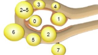 Guida al Counselling di Luglio 2023: Fibromi uterini